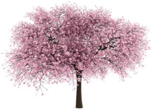 Tree-with-pink-blossoms